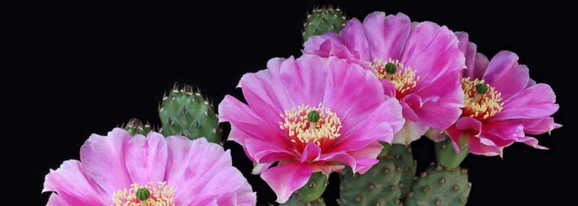 De meeste cactussen hebben prachtige bloemen... 